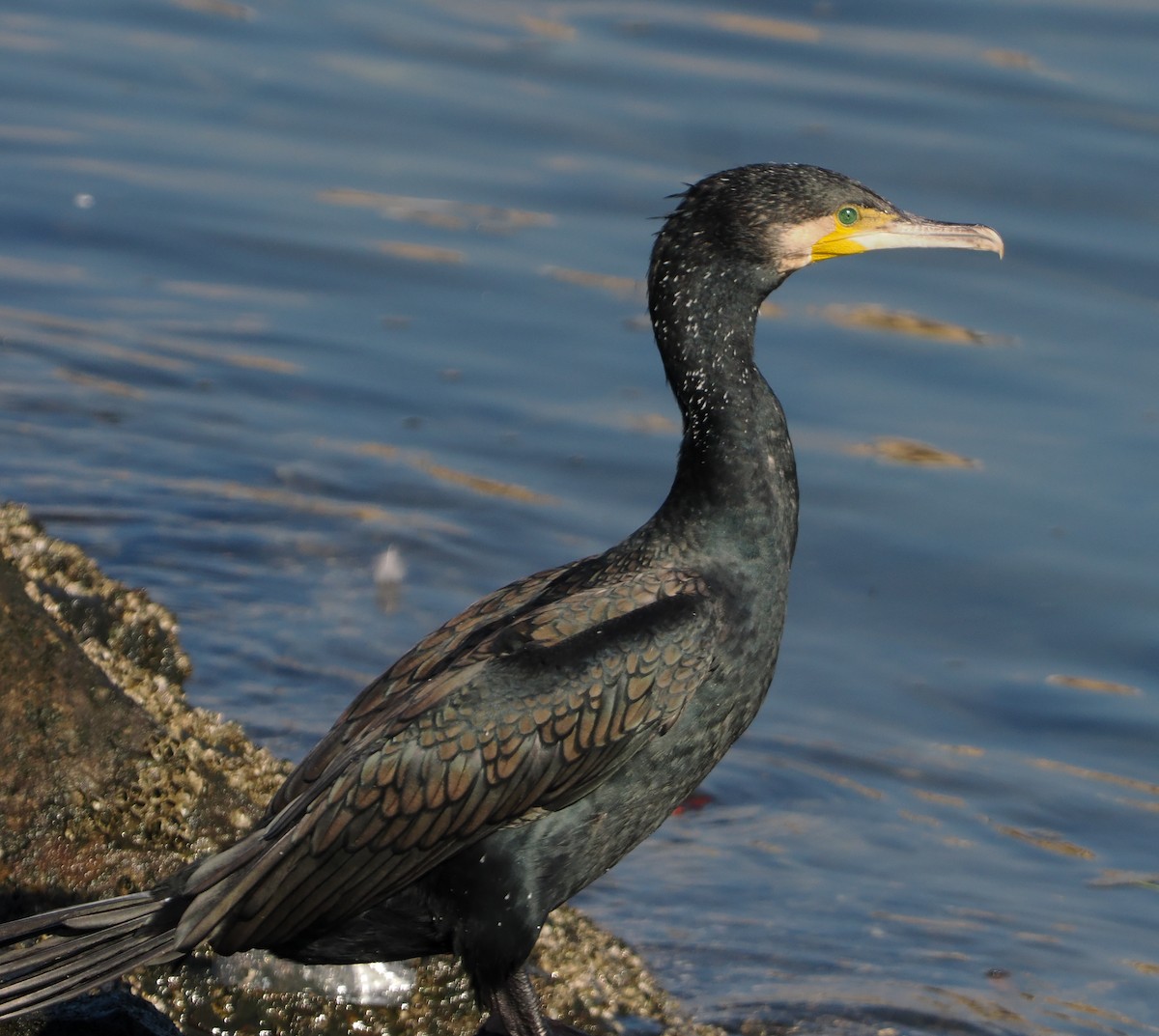 cormorant sp. - ML645711486