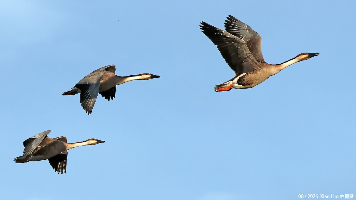 husa labutí - ML645711491