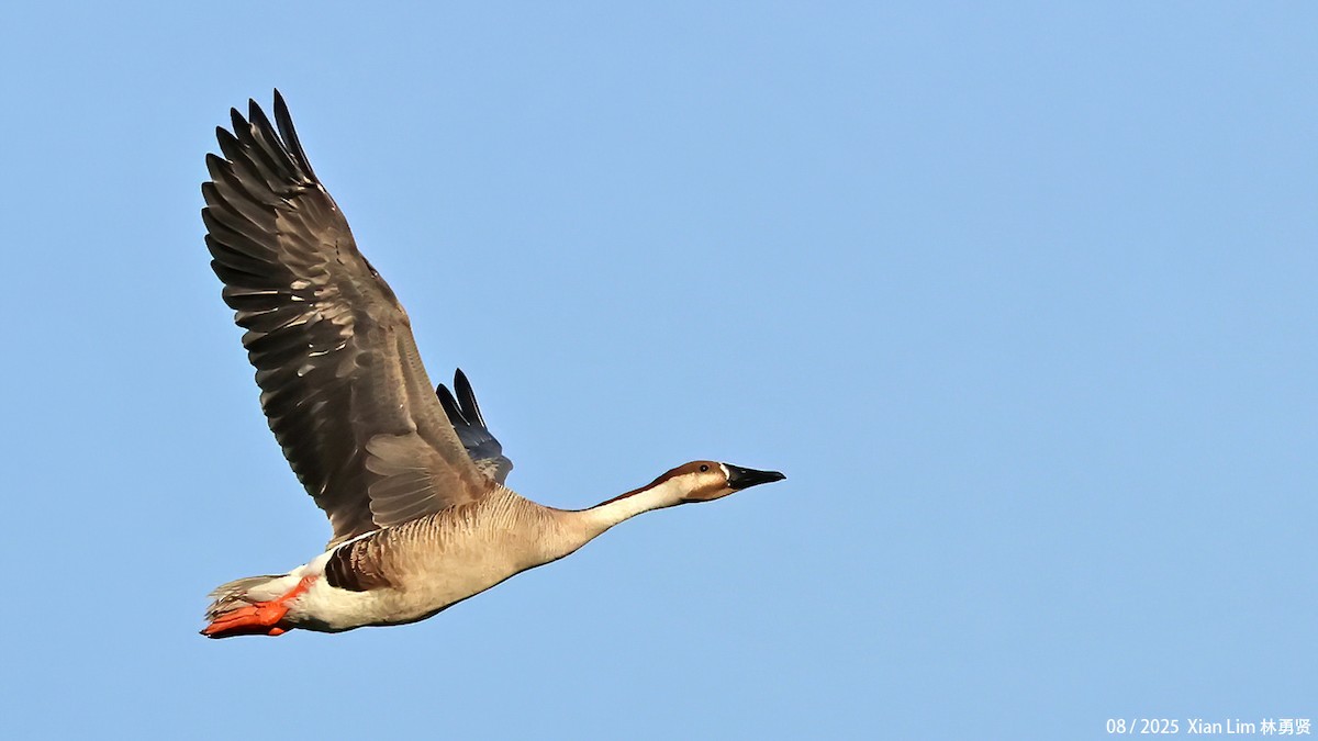 husa labutí - ML645711492