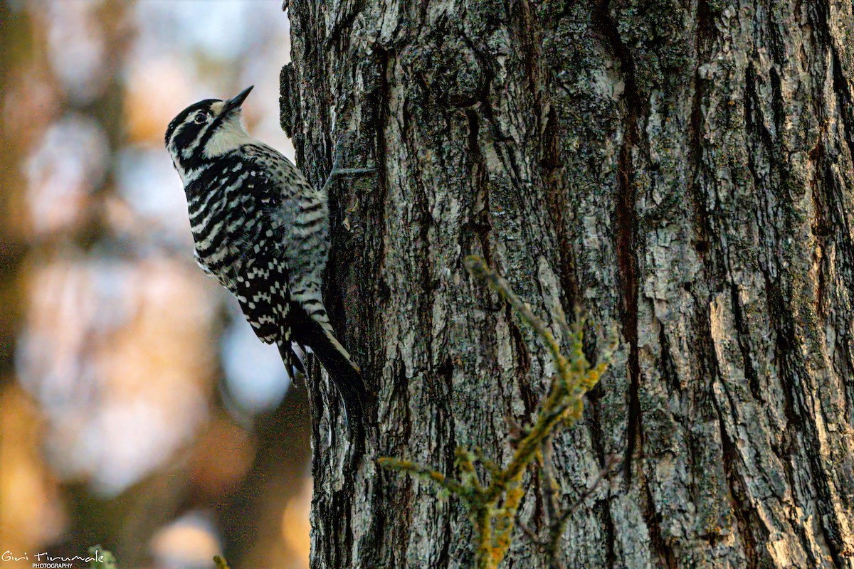 Nuttall's Woodpecker - ML645711503