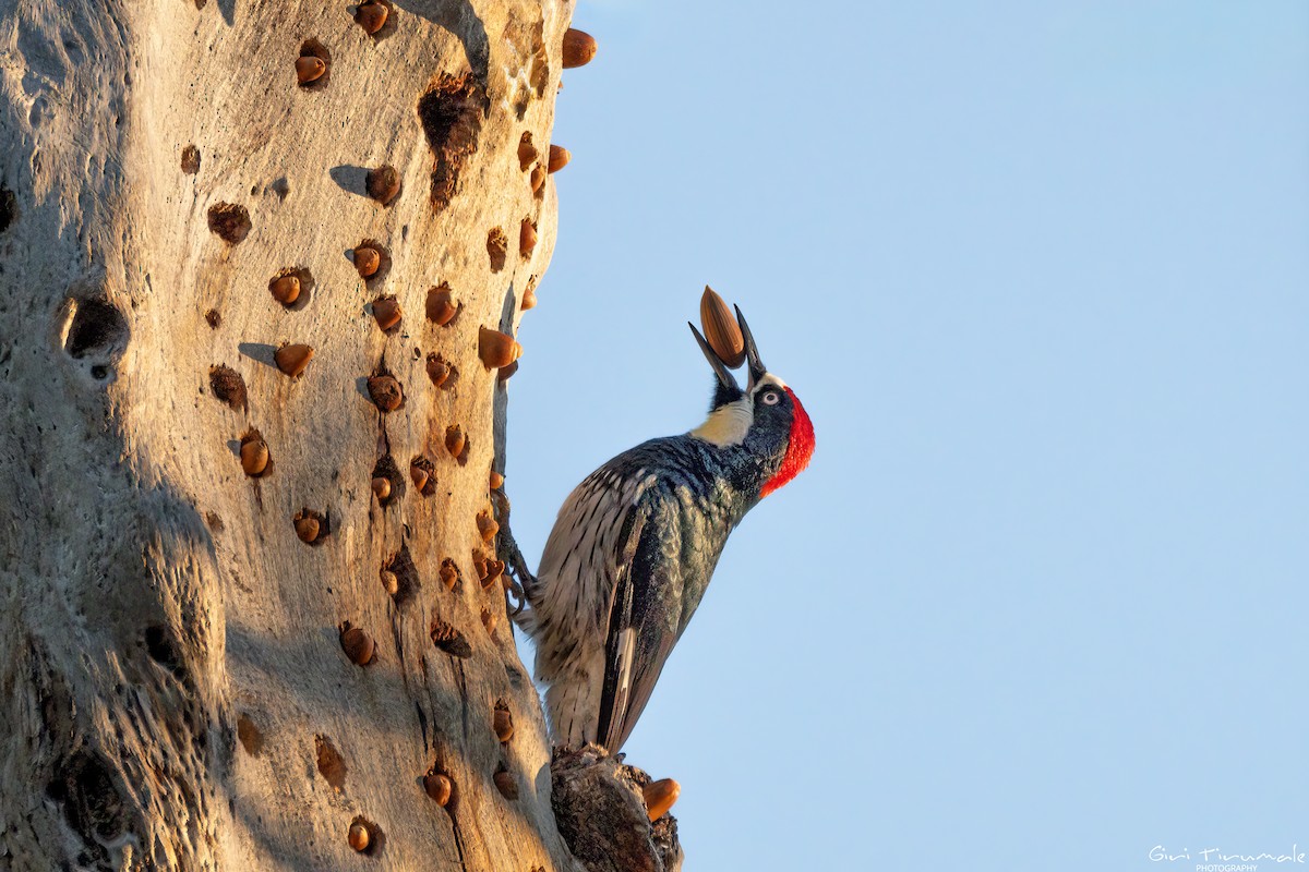 Acorn Woodpecker - ML645711506
