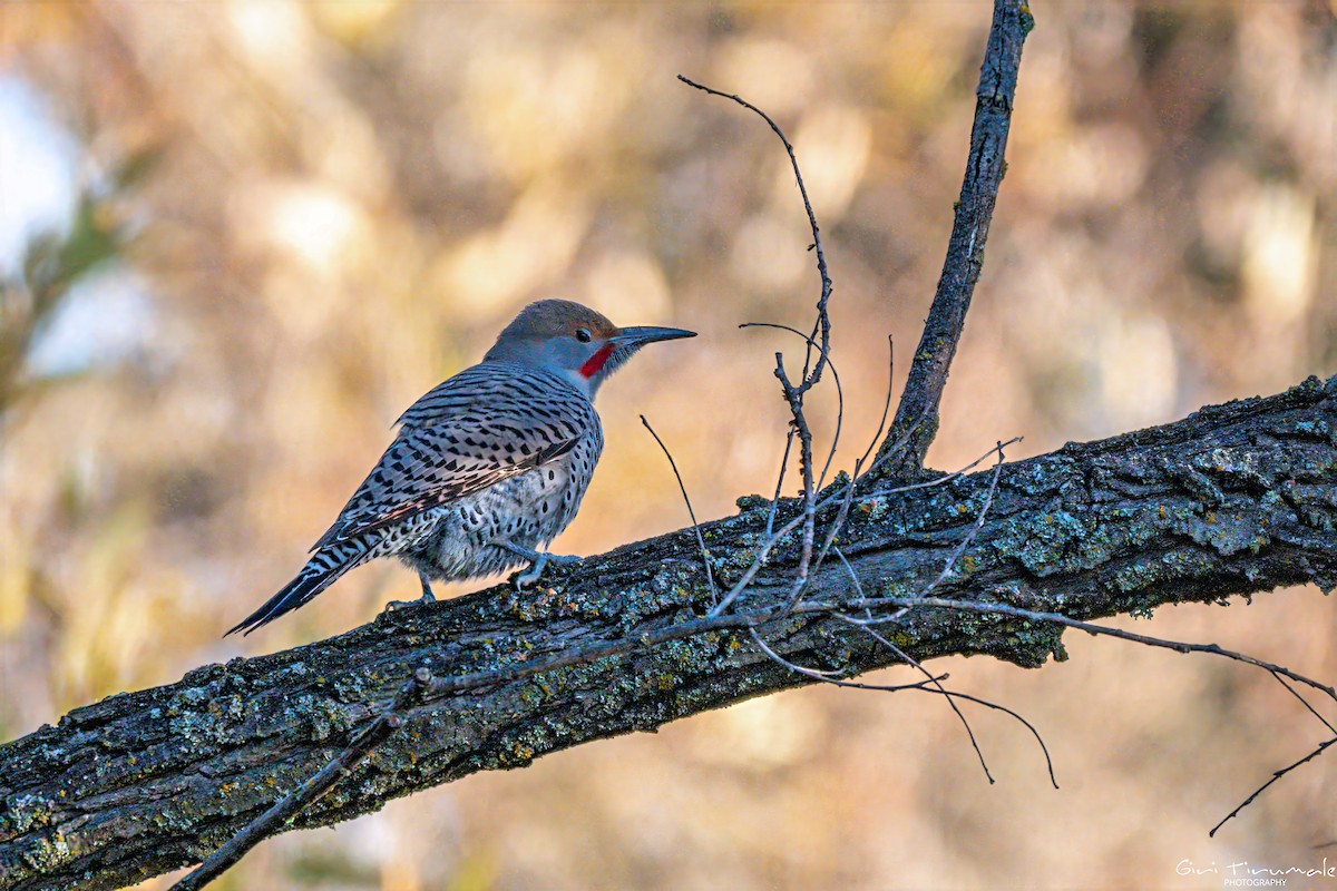 Northern Flicker - ML645711508