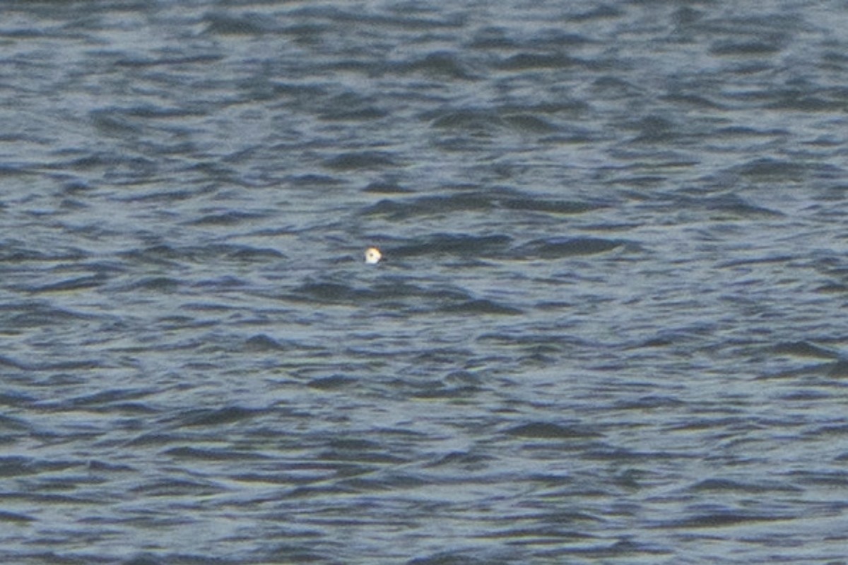 Black-headed Gull - ML645711510