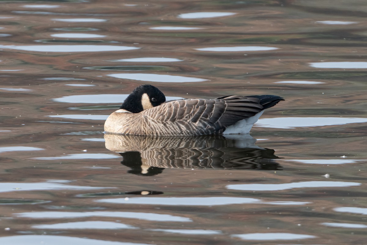 Cackling Goose (Aleutian) - ML645711553