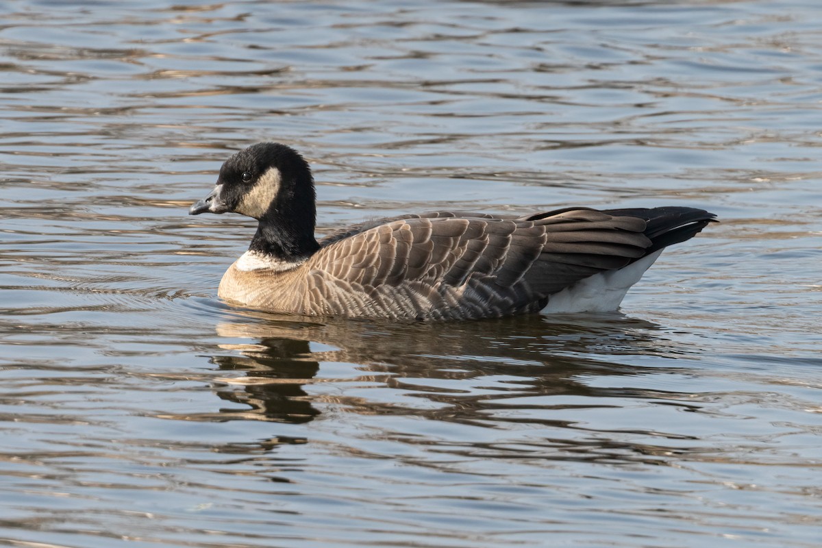 Cackling Goose (Aleutian) - ML645711554