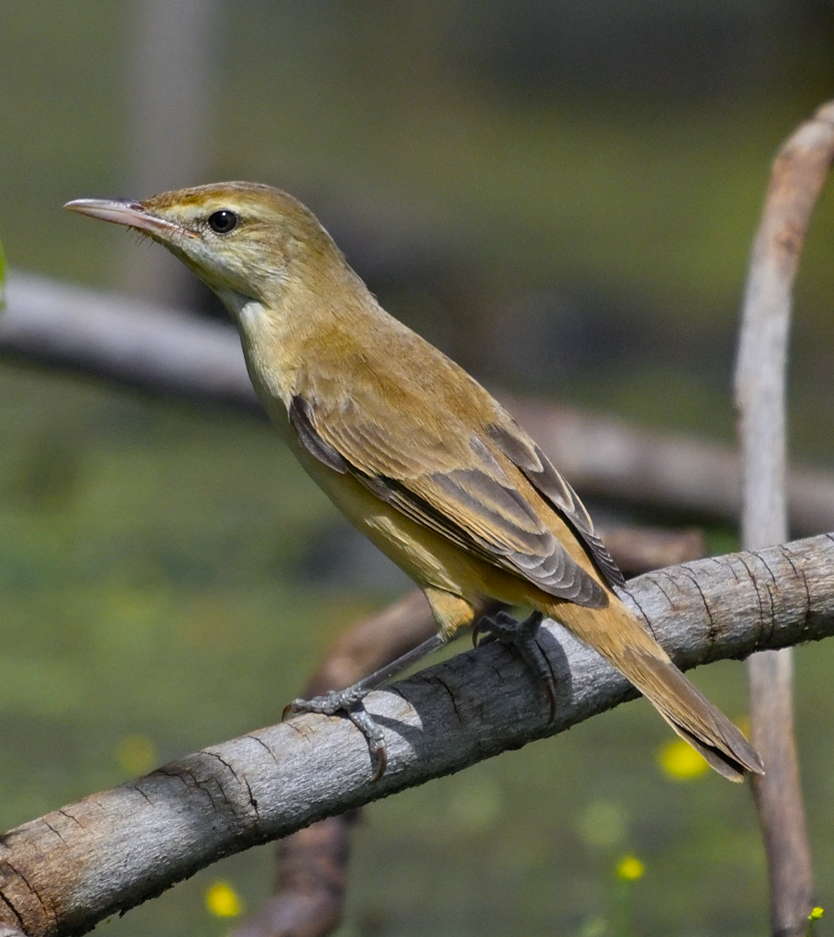 Oriental Reed Warbler - ML645711556