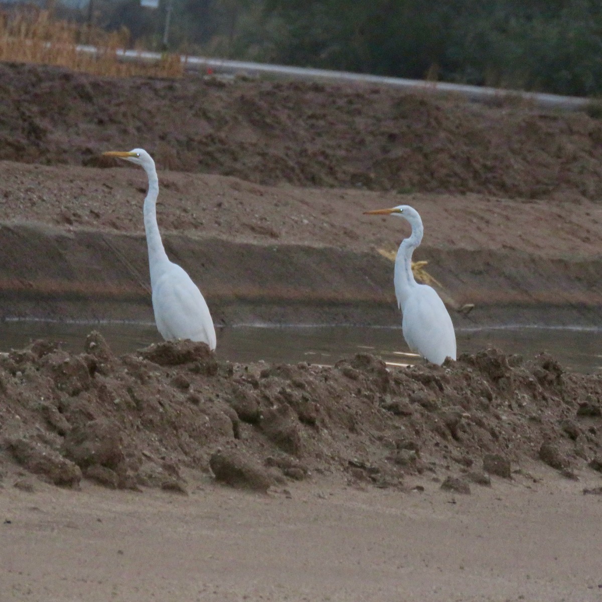 Great Egret - ML645711557