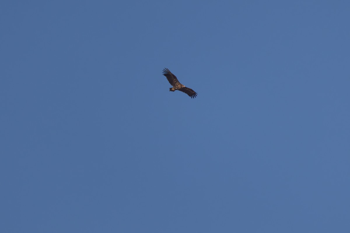 Kara Akbaba - ML645711575