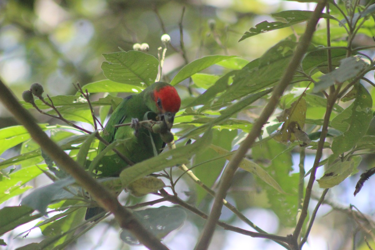 Kızıl Alınlı Papağan - ML645711576