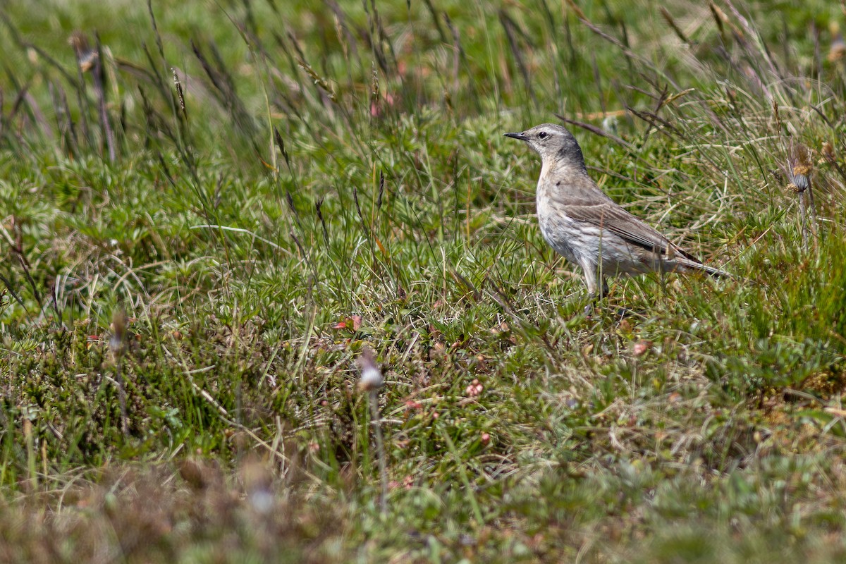 Dağ İncirkuşu - ML645711578