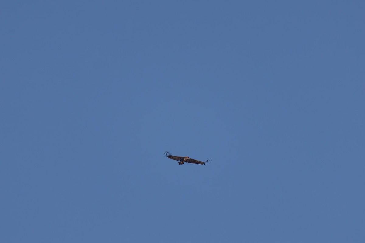 Kara Akbaba - ML645711579