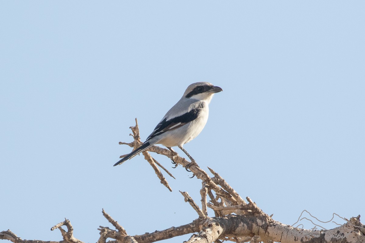 Great Gray Shrike (Arabian) - ML645711580