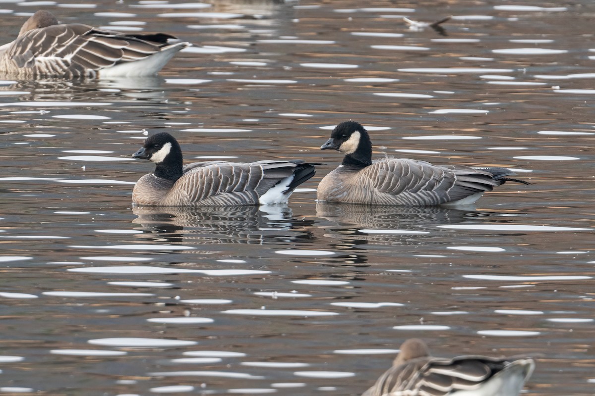 Gıdaklayan Kaz (minima) - ML645711581