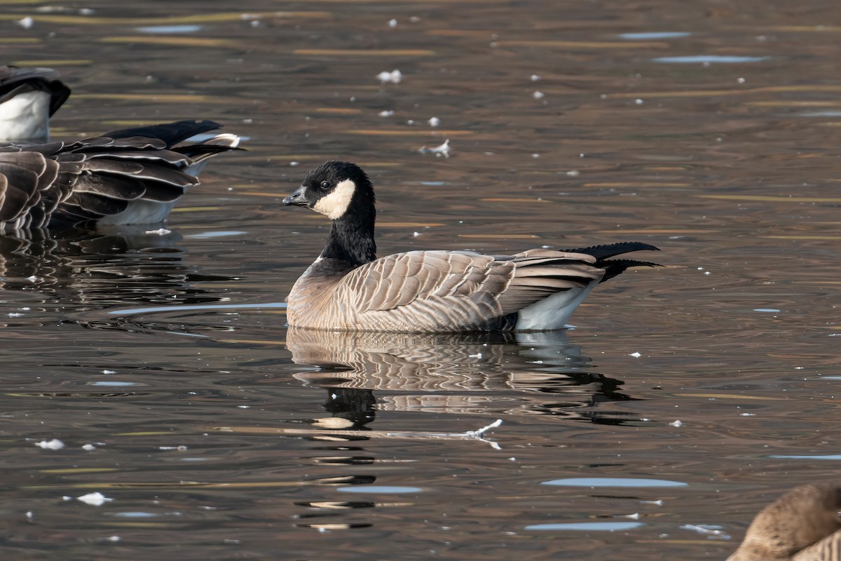 Gıdaklayan Kaz (minima) - ML645711582