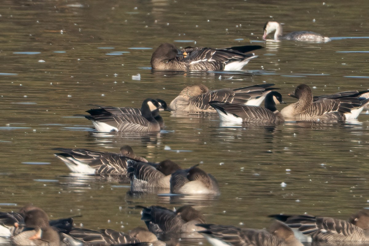 Gıdaklayan Kaz (minima) - ML645711583