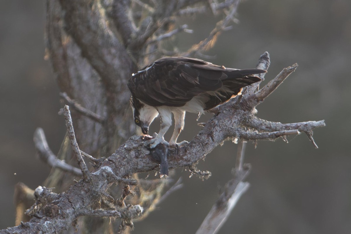 Balık Kartalı - ML645711585