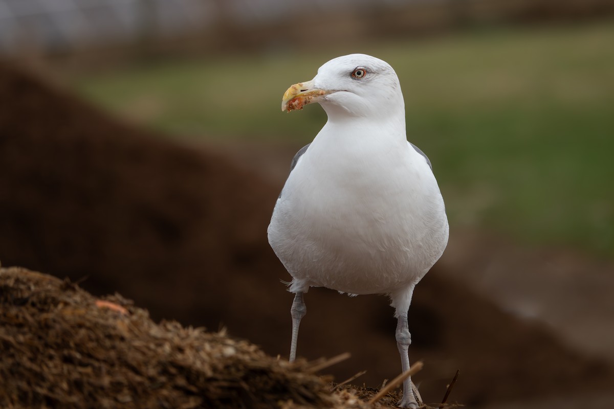 Büyük Kara Sırtlı Martı - ML645711586