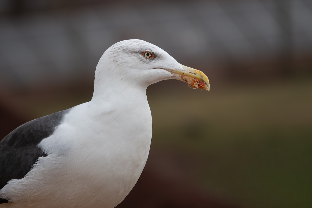 Büyük Kara Sırtlı Martı - ML645711587