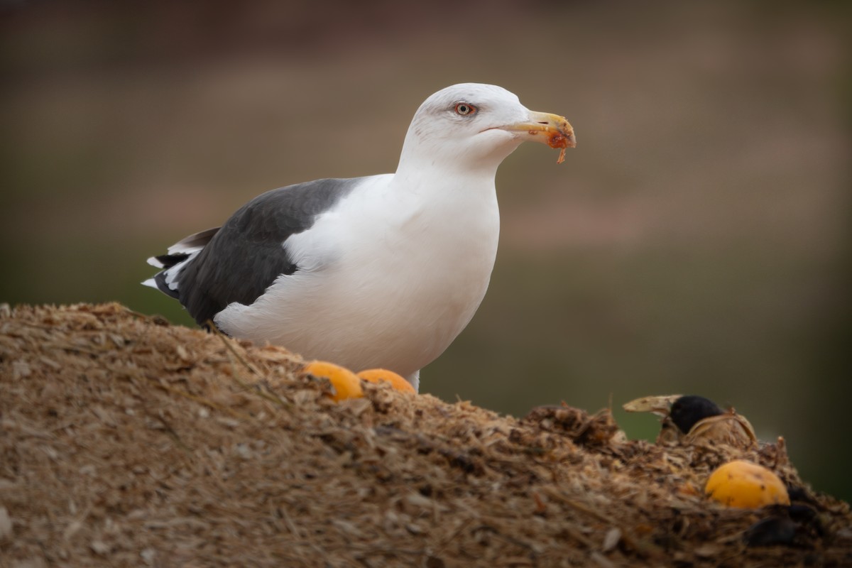 Büyük Kara Sırtlı Martı - ML645711588