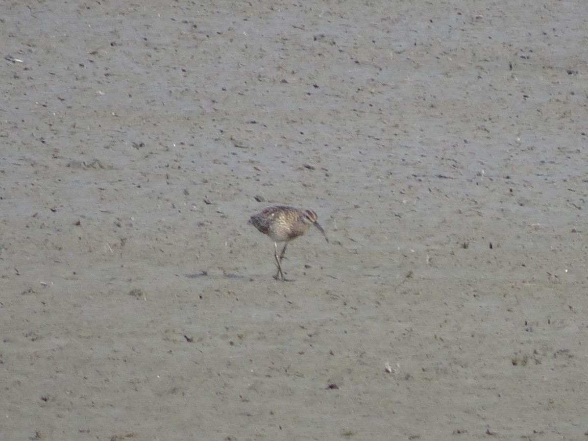 Sürmeli Kervançulluğu - ML645711589