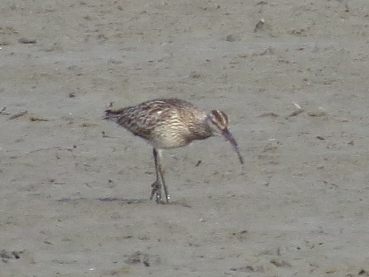 Sürmeli Kervançulluğu - ML645711590