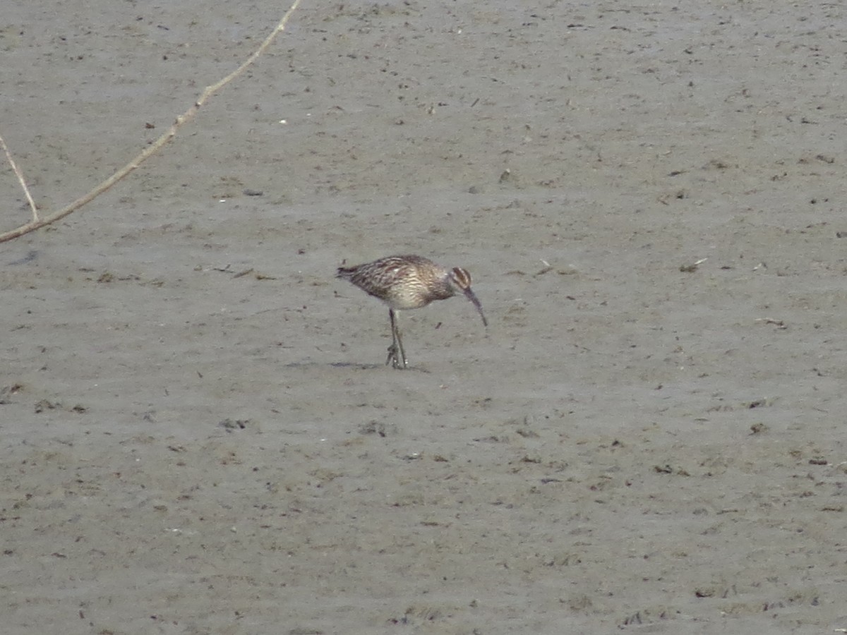 Sürmeli Kervançulluğu - ML645711591