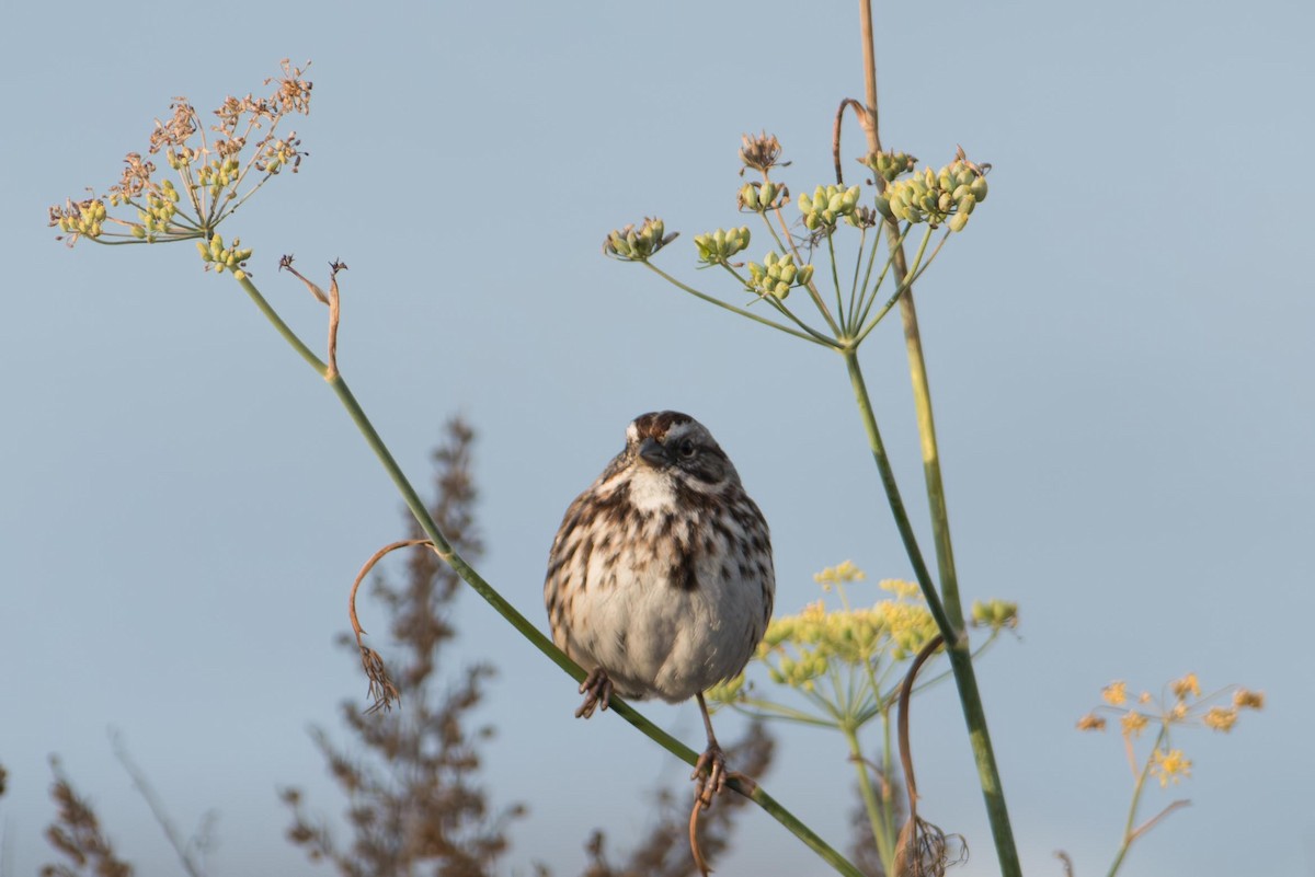 Ötücü Serçe - ML645711593