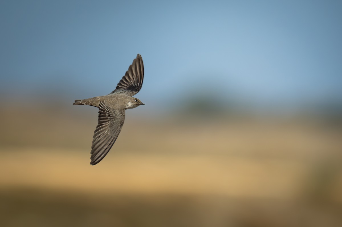 Kaya Kırlangıcı - ML645711594