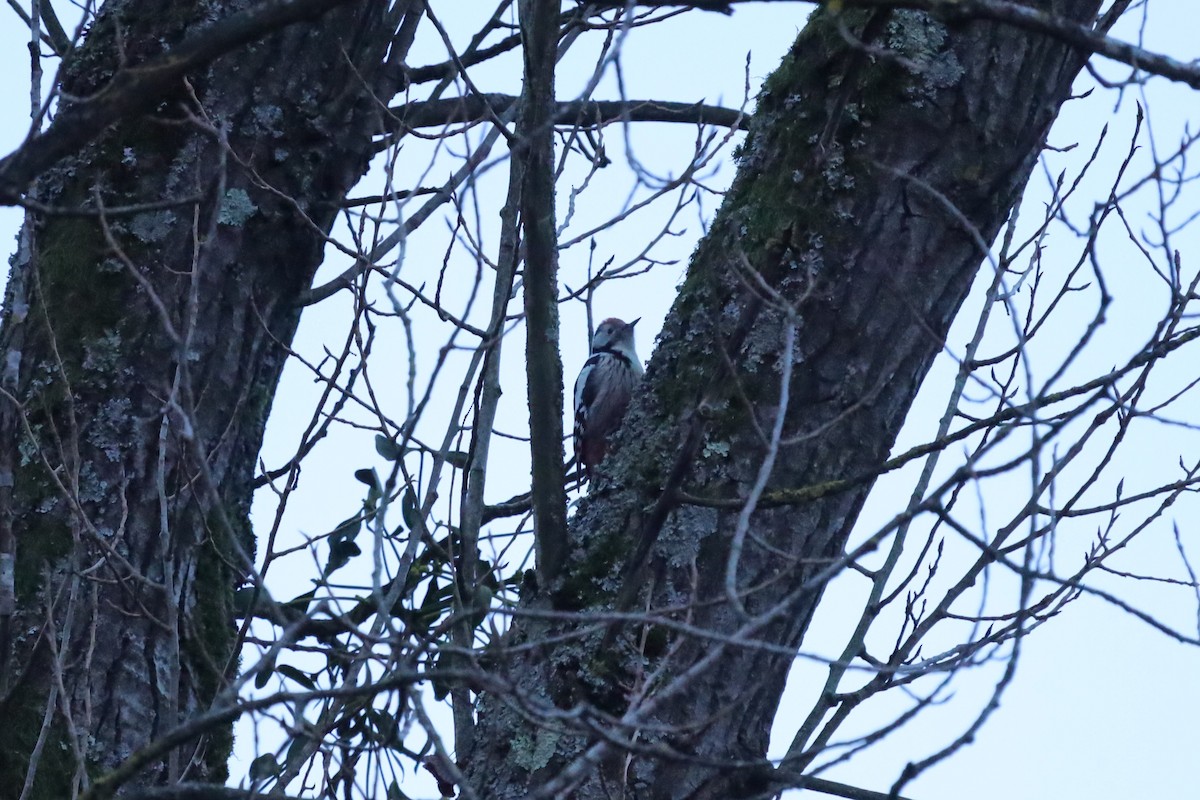 Ortanca Ağaçkakan - ML645711598