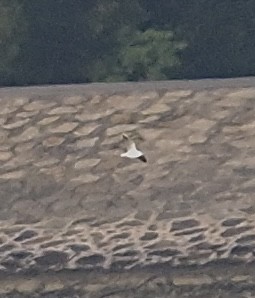 Karabaş Martı - ML645711601