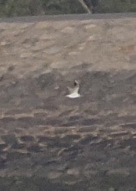 Karabaş Martı - ML645711602