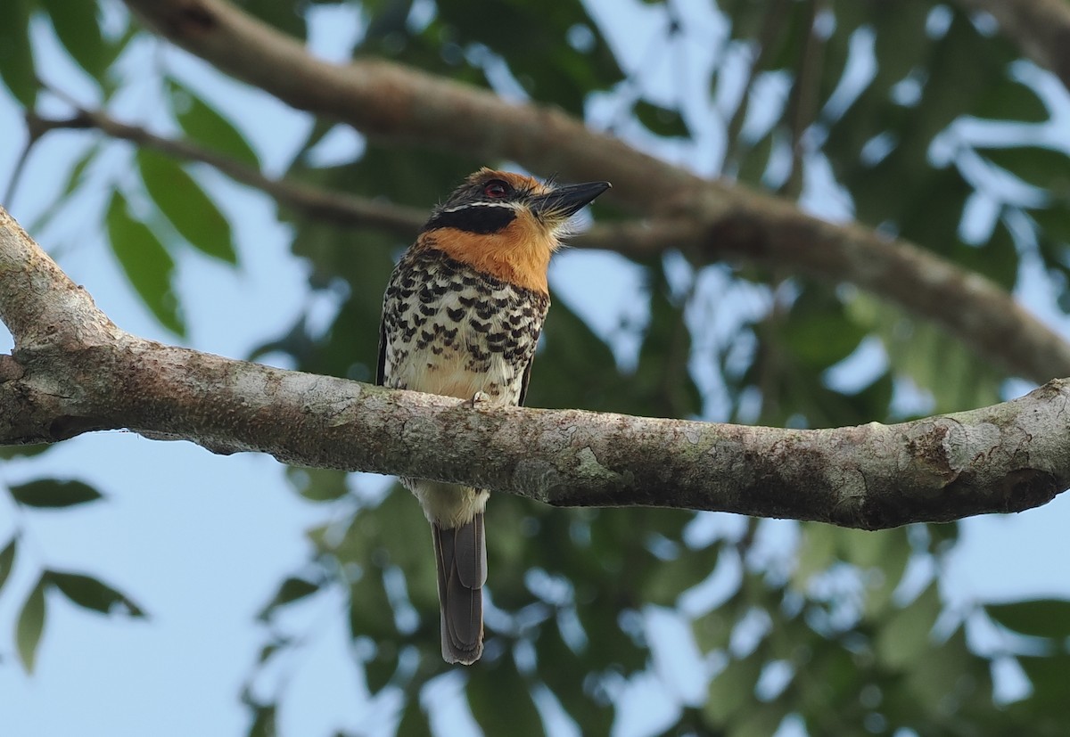 Benekli Pufkuşu - ML645711603