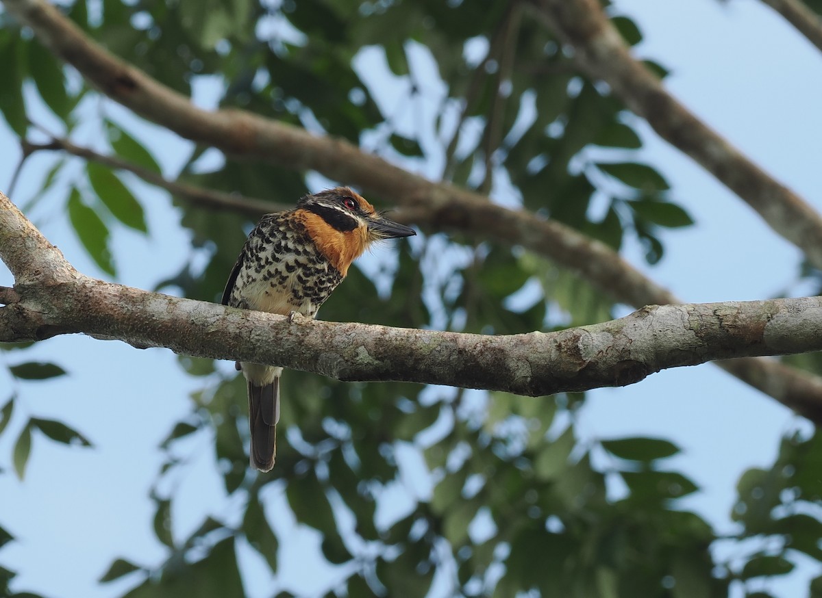 Benekli Pufkuşu - ML645711604