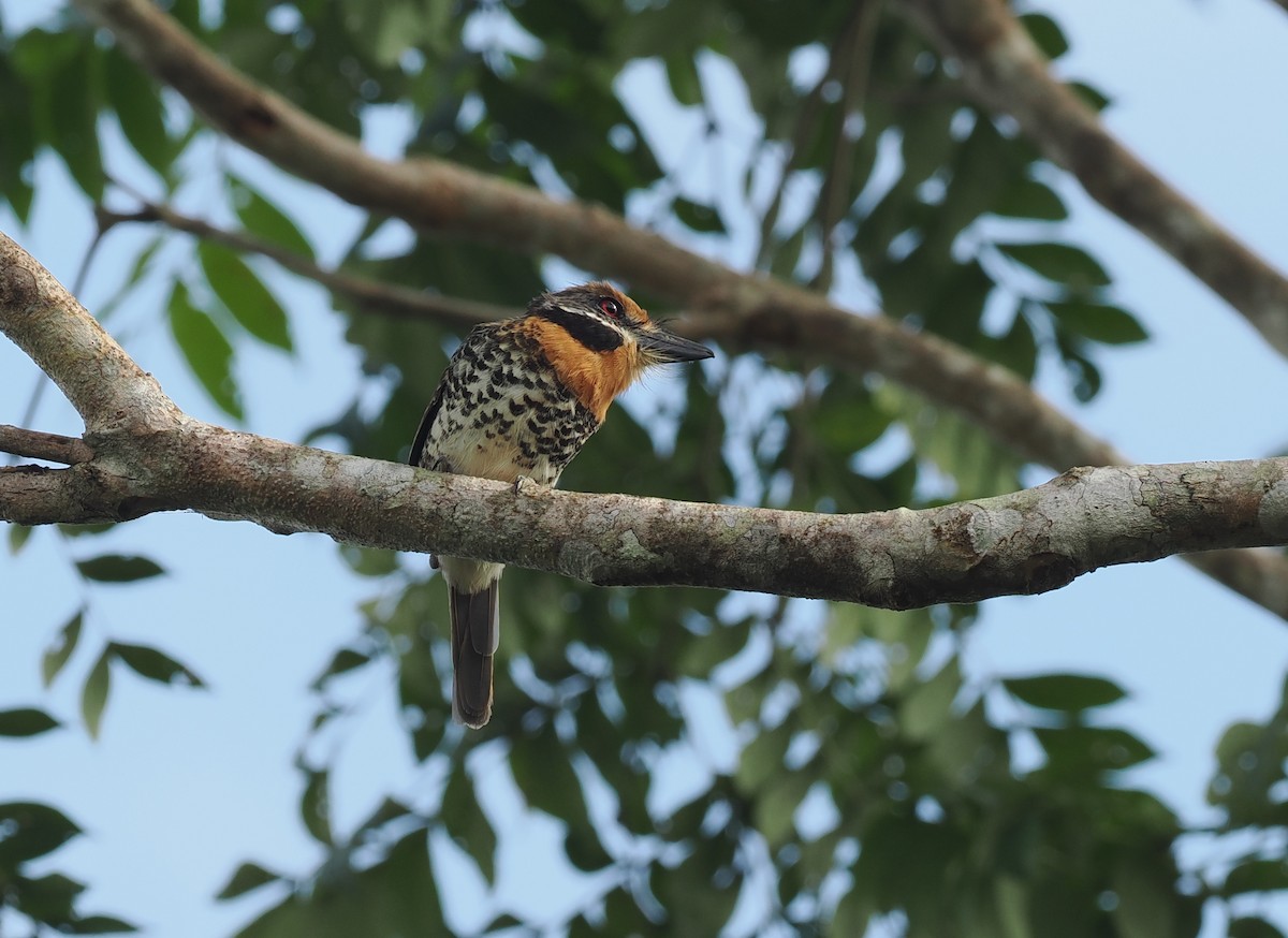 Benekli Pufkuşu - ML645711605