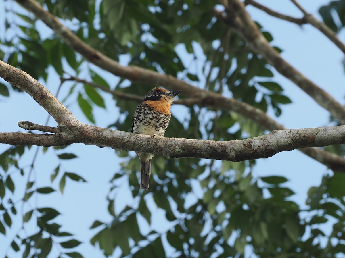 Benekli Pufkuşu - ML645711606