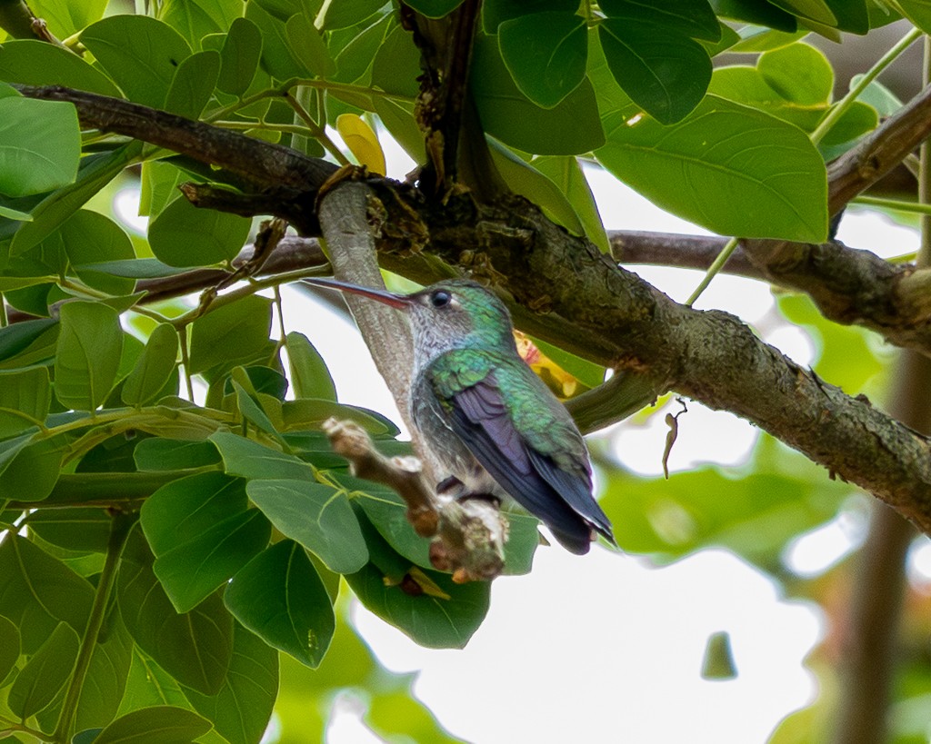 Safir Zümrütü - ML645711608