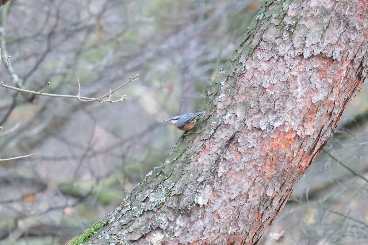 Sıvacı - ML645711609