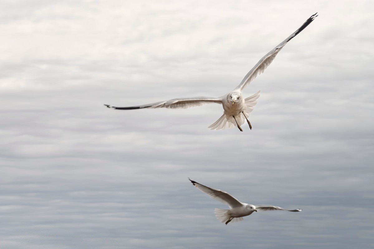 Halkalı Martı - ML645711611