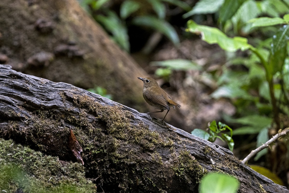 Lesser Shortwing - ML645711617