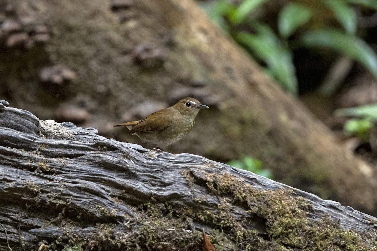 Lesser Shortwing - ML645711629