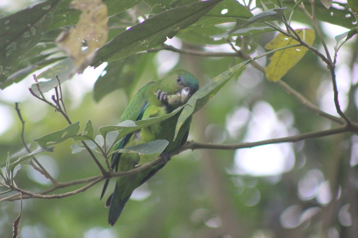 Pileated Parrot - ML645711630