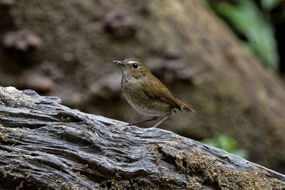 Lesser Shortwing - ML645711632