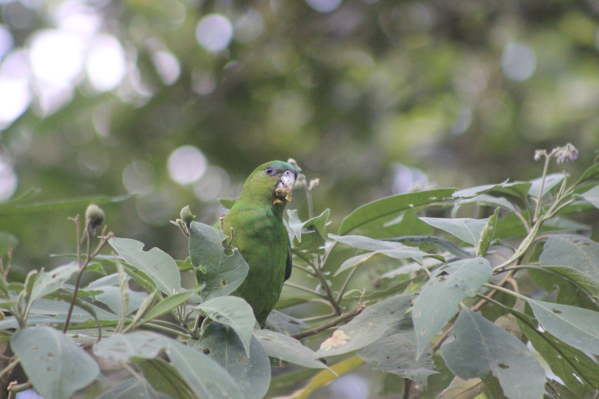 Pileated Parrot - ML645711641