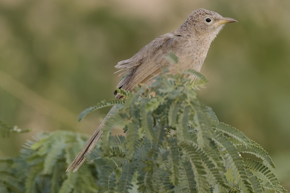Ававийская дроздовка - ML645711646