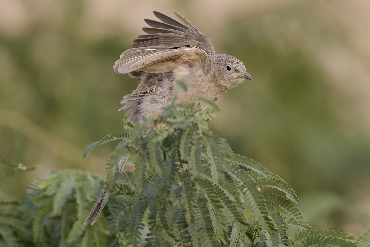 Ававийская дроздовка - ML645711652