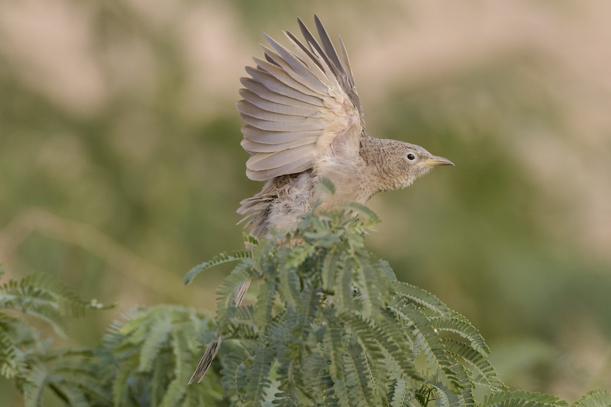 Ававийская дроздовка - ML645711653