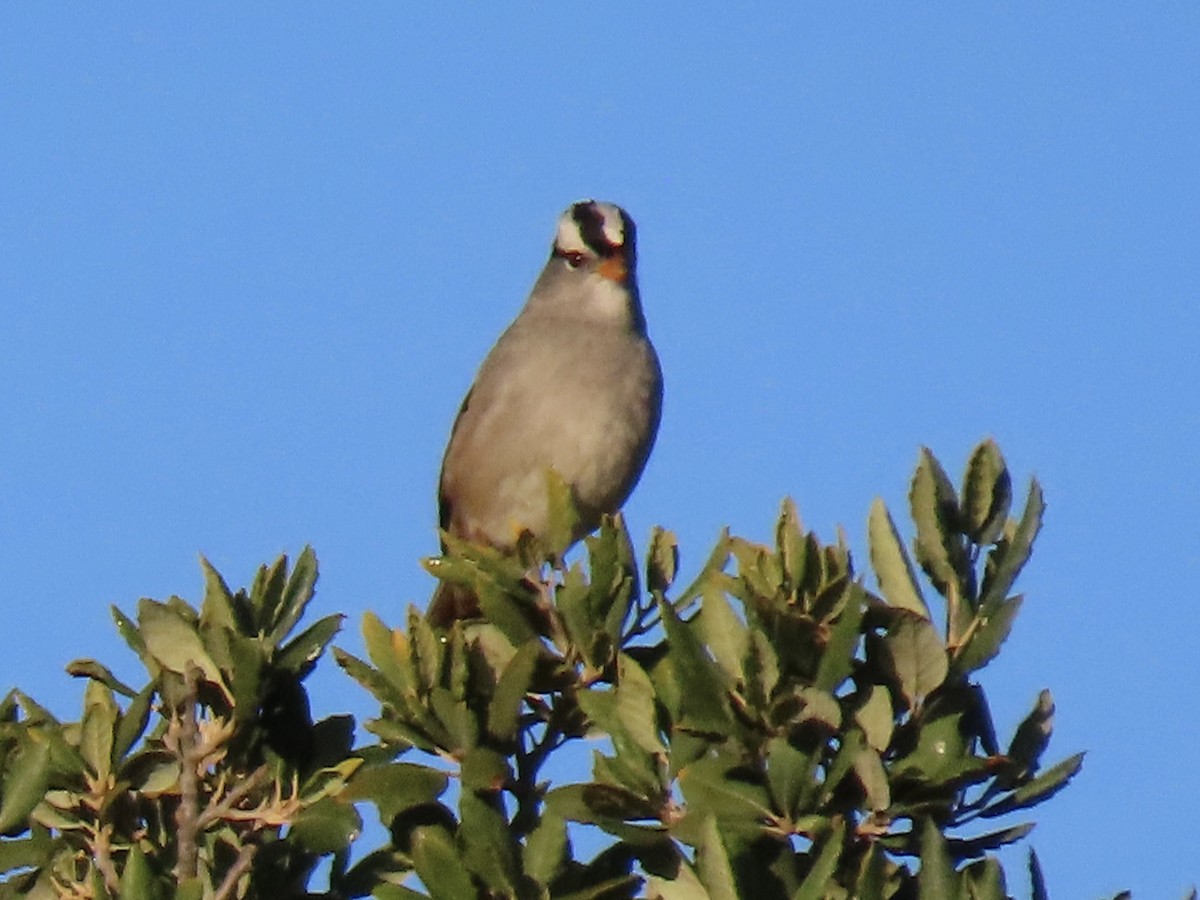 Белобровая овсянка - ML645711657