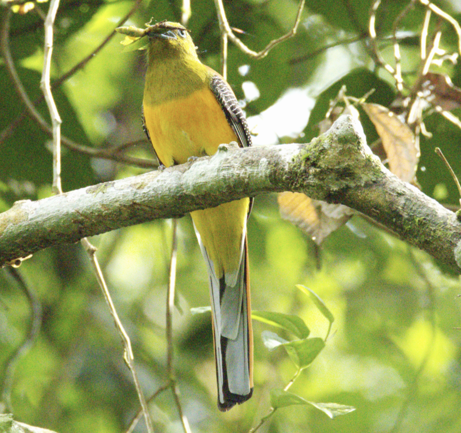 ヤマキヌバネドリ（dulitensis グループ） - ML645711660