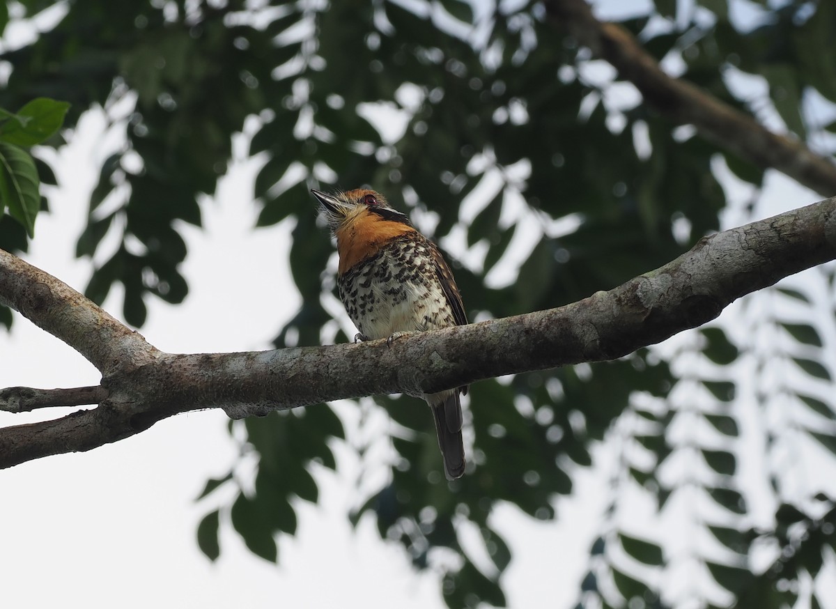 Пятнистая пуховка - ML645711662