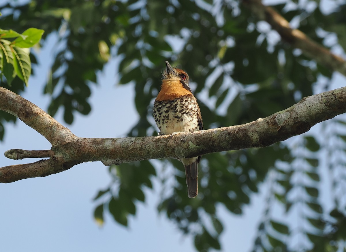 Пятнистая пуховка - ML645711663